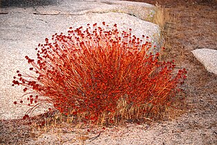 Joshua Tree National Park - California buckwheat - 1.jpg