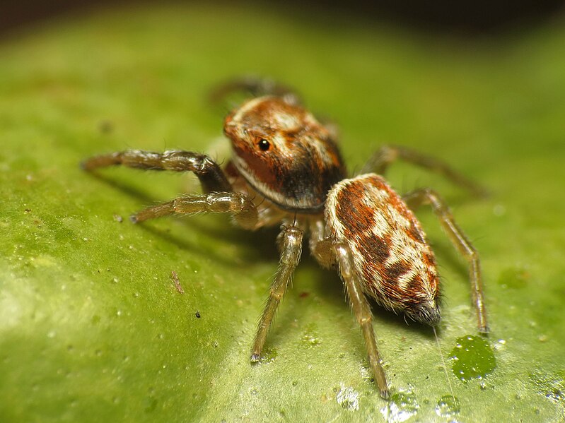 File:Jumping Spider (16219823990).jpg