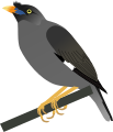 Jungle Myna