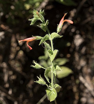 <i>Justicia purpusii</i> Species of plant