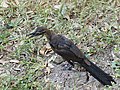 Juvenile Great-Tailed Grackle