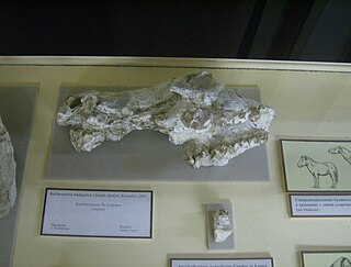 <i>Kalimantsia</i> Miocene chalicothere