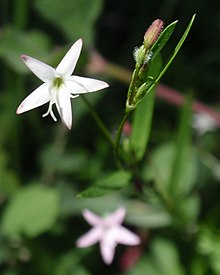 Kelloggia galioides.jpg