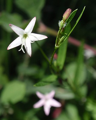 <i>Kelloggia galioides</i> Species of plant