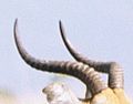 Kob: The short ringed horns, found only in males, are around 50 centimetres in length and arch out slightly so that they are somewhat 'S' shaped in profile.