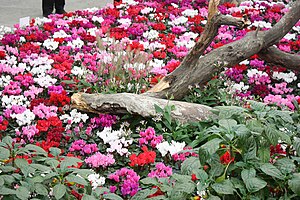 Koblenz, Festung Ehrenbreitstein, BUGA 2011, Blumenhalle-28-Alpenveilchen.jpg