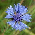 * Nomination Centaurea cyanus --Böhringer 21:24, 31 December 2007 (UTC) * Decline Gorgeous flower and beautiful composition but the image suffers from too obvious compression and noise (just look at the file size!). I think you should re-shoot chosing the best possible possible resolution of your camera -- Alvesgaspar 21:39, 31 December 2007 (UTC)