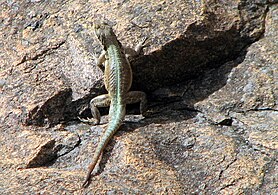 Lezard Madagascar 02.jpg