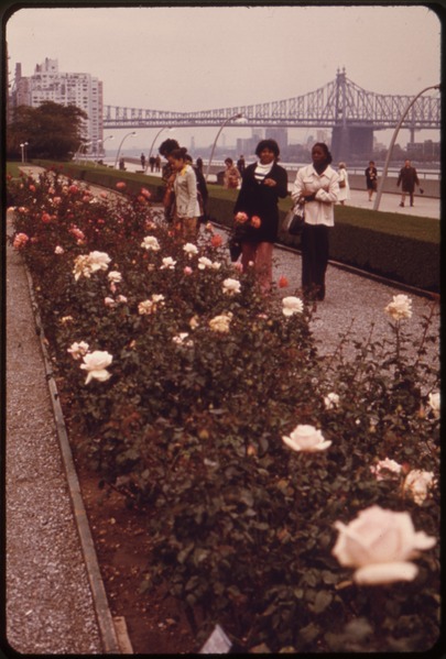 File:LATE-BLOOMING ROSES IN THE GARDEN OF THE UNITED NATIONS HEADQUARTERS BETWEEN EAST 42ND AND EAST 48TH STREETS ON THE... - NARA - 551785.tif