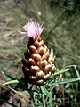 A Torà (Segarra - Catalunya)