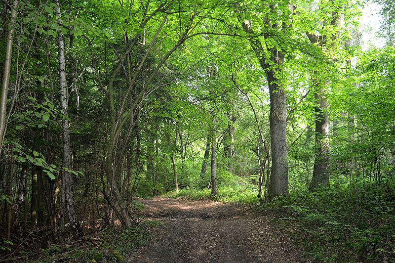 File:LSG Waldgürtel zwischen Salzgitter-Osterlinde und Salzgitter-Bad (Salzgitterscher Höhenzug) - Am Vorberg (6).jpg