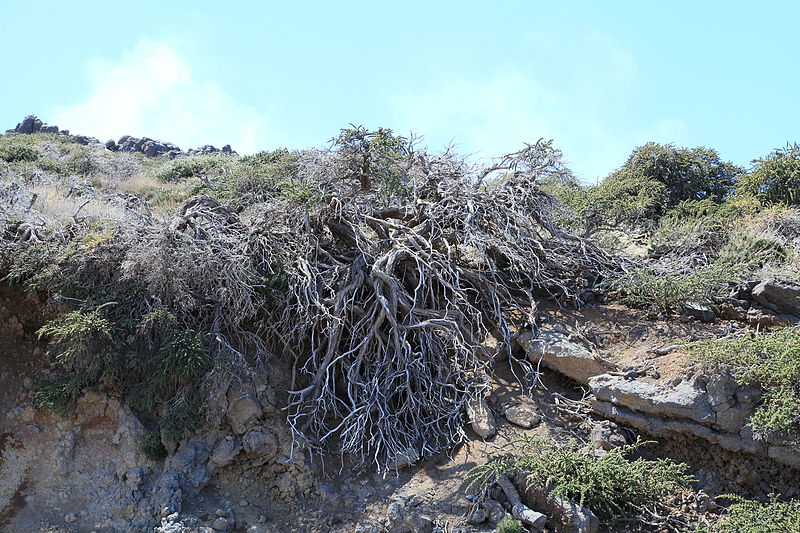 File:La Palma - Garafía - LP-4 + Adenocarpus viscosus 02 ies.jpg