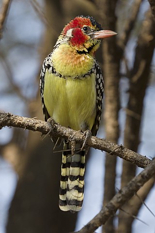 <span class="mw-page-title-main">Red-and-yellow barbet</span> Species of bird