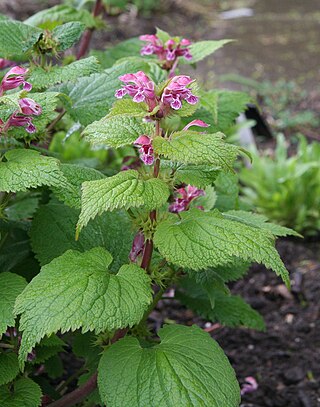 <i>Lamium orvala</i> Species of flowering plant in the mint family Lamiaceae