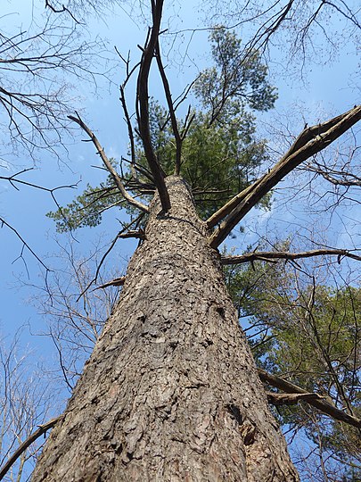 A large eastern white pine (P. strobus) in Southern Ontario, Canada