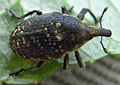 Larinus turbinatus