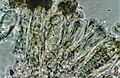 Lecanora caesiorubella-7.jpg