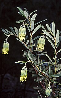 <i>Leionema ralstonii</i> Species of shrub