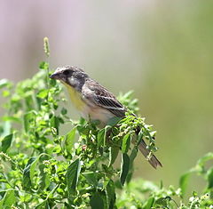 Description de l'image Lemon-breasted canary, Crithagra citrinipectus, near Pafuri in Kruger National Park, South Africa.jpg.