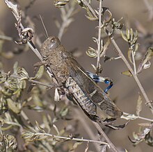 Leprus intermedius P1310534a.jpg