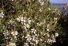 Description de l'image Leptospermum laevigatum flowers and foliage.jpg.
