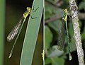 very young male + female