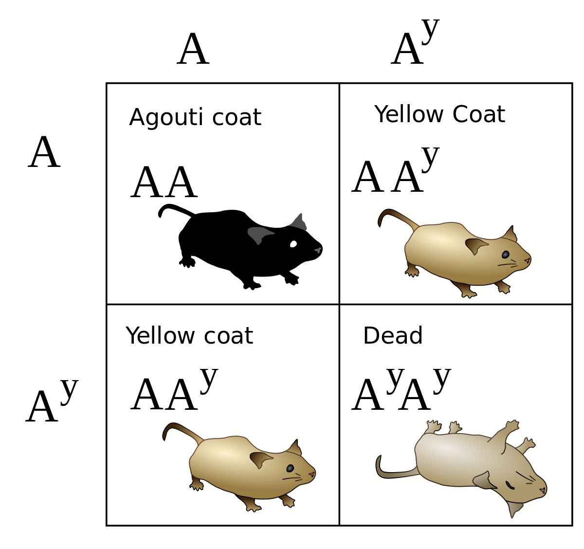 Летальные аллели. Летальные мутации. Летальные аллели примеры. Наследование окраски шерсти у кошек. Ген короткой шерсти а у кошек доминирует