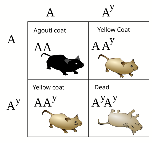 File:Lethal alleles punnett square.svg