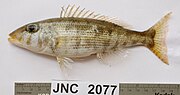 Thumbnail for Lethrinus variegatus