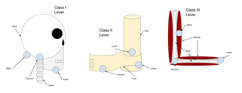 File:Levers in the Skeletal Muscular System.png