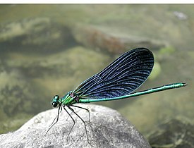 Neidonkorentokoiras (Calopteryx virgo)