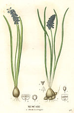 Miniatura para Muscari botryoides