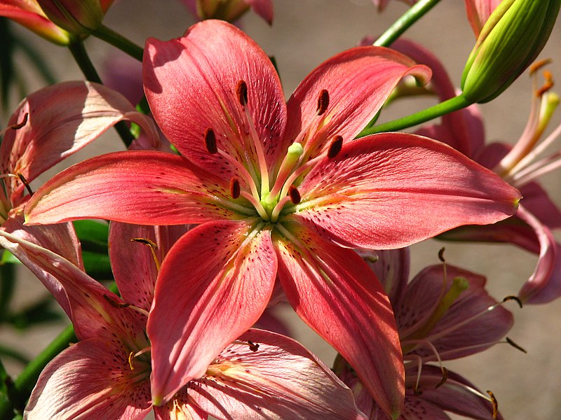 File:Lilium 'Klavdiya' 01.JPG