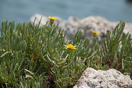 Limbarda crithmoides Favignana0088.jpg