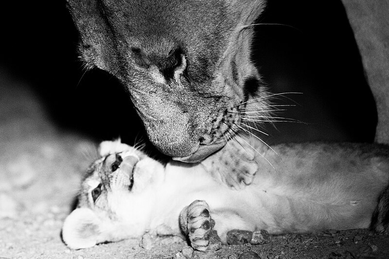 File:Lion and cub, South Luangwa National Park (51865183802).jpg