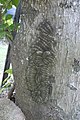 Groupe de chenilles Lonomia obliqua sur un tronc