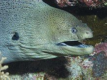 Gymnothorax javanicus