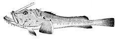 Angler, Lophius piscatorius