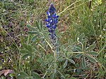 Miniatura para Lupinus micranthus