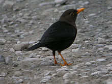 Male T.p. thomassoni feeding on a worm, Luzon, Philippines Luzon Island Thrush 1.jpg