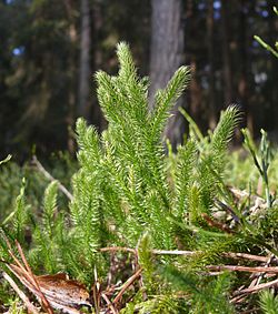 Lycopodium clavatum 151207.jpg