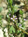 Inflorescence