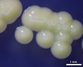 Колонии Micrococcus luteus на агаре LB (лизогенном бульоне)