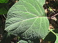 Bartlettina sordida in the Mount Coot-tha Botanical Gardens. Photo taken in October (mid spring) of 2012.