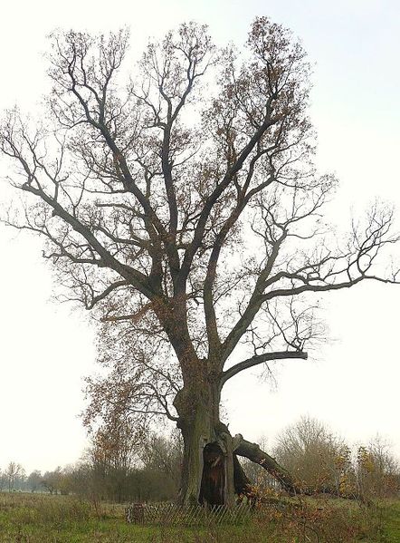 File:MOs810, WG 2014 66 Puszcza Notecka west (Quercus robur, Lipki Male, monument (2).JPG