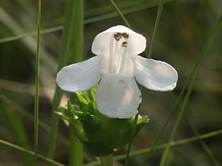 <i>Macbridea alba</i> Species of flowering plant