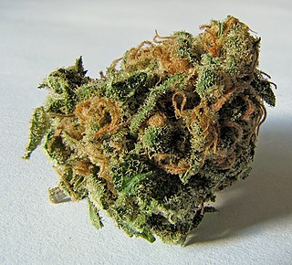 Marihuana – susz pozyskiwany z roślin z rodzaju konopi (Cannabis), zawierający substancje psychoaktywne, stosowany głównie w celach rekreacyjnych i leczniczych. Do jej produkcji wykorzystuje się suszone i czasem sfermentowane żeńskie kwiatostany. Za działanie psychotropowe marihuany odpowiada głównie tetrahydrokannabinol (THC), który jest jednym z 483 znanych składników rośliny, włączając w to 65 innych kannabinoidów. Są one agonistami receptorów kannabinoidowych.