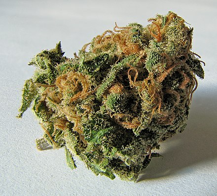 A dried flowered bud of the Cannabis sativa plant