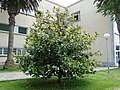 Magnolia grandiflora Magnolio