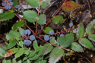 Lav Oregon-drue (Berberis nervosa) Foto: flickr: brewbooks